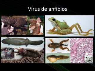 Vírus de anfíbios
 