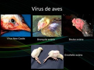 Vírus de aves
Vírus New Castle Bronquite aviária Bouba aviária
Encefalite aviária
 
