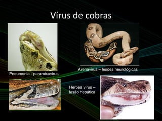 Vírus de cobras
Pneumonia - paramixovirus
Arenavirus – lesões neurológicas
Herpes virus –
lesão hepática
 