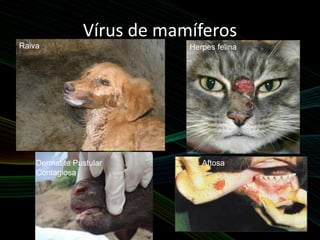 Vírus de mamíferos
Herpes felinaRaiva
AftosaDermatite Pustular
Contagiosa
 