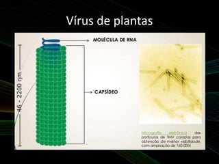 Vírus de plantas
 