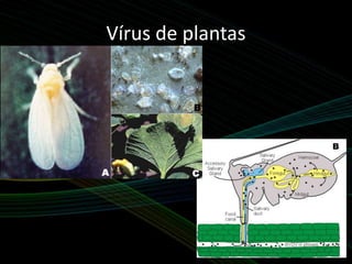 Vírus de plantas
 