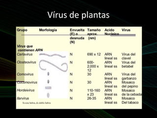 Vírus de plantas
 