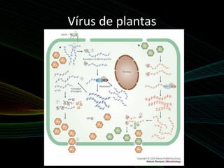 Vírus de plantas
 