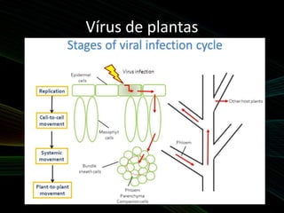 Vírus de plantas
 