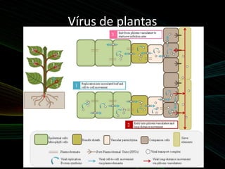 Vírus de plantas
 