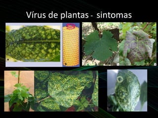 Vírus de plantas - sintomas
 