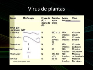 Vírus de plantas
 