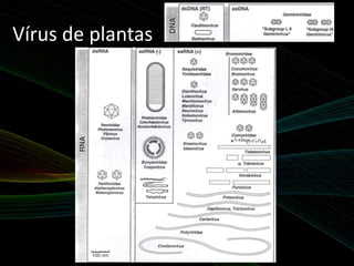 Vírus de plantas
 