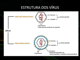 ESTRUTURA DOS VÍRUS
 