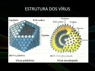 ESTRUTURA DOS VÍRUS
 