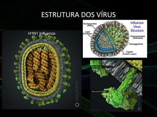 ESTRUTURA DOS VÍRUS
H1N1 Influenza
 