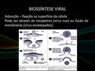 BIOSSÍNTESE VIRAL
Adsorção – fixação na superfície da célula
Pode ser através de receptores (vírus nus) ou fusão de
membranas (vírus envelopados).
 