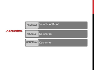-CACHORRO:
/K/ /A/ /∫/ /o/ /R/ /o/
Ca-chor-ro
Cachorr-o
FONEMAS
SÍLABAS
MORFEMAS
 