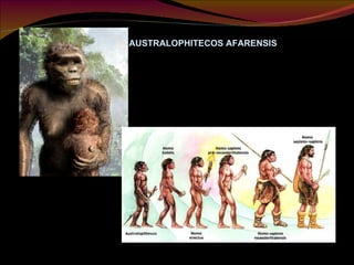 AUSTRALOPHITECOS AFARENSIS 