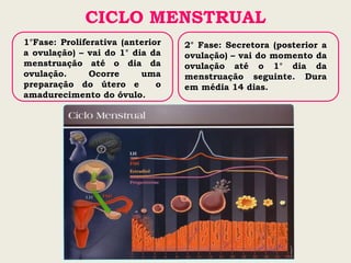 CICLO MENSTRUAL
1°Fase: Proliferativa (anterior   2° Fase: Secretora (posterior a
a ovulação) – vai do 1° dia da    ovulação) – vai do momento da
menstruação até o dia da          ovulação até o 1° dia da
ovulação.      Ocorre     uma     menstruação seguinte. Dura
preparação do útero e         o   em média 14 dias.
amadurecimento do óvulo.
 