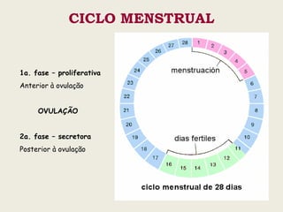 CICLO MENSTRUAL


1a. fase – proliferativa
Anterior à ovulação


     OVULAÇÃO


2a. fase – secretora
Posterior à ovulação
 