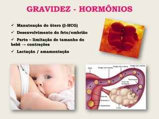GRAVIDEZ - HORMÔNIOS
 Manutenção do útero (-HCG)
 Desenvolvimento do feto/embrião
 Parto – limitação de tamanho do
bebê → contrações
 Lactação / amamentação
 