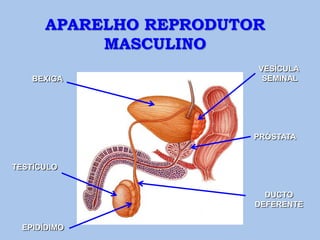 APARELHO REPRODUTOR
           MASCULINO
                        VESÍCULA
    BEXIGA               SEMINAL




                        PRÓSTATA


TESTÍCULO


                          DUCTO
                        DEFERENTE

  EPIDÍDIMO
 