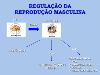 REGULAÇÃO DA
   REPRODUÇÃO MASCULINA
  SN                   HIPÓFISE
             GnRH




                                       LH
TESTÍCULOS
                         FSH
                                      TESTOSTERONA
                                       VOZ
                    ESPERMATOZÓIDES    MUSCULATURA
                        (SÊMEM)        PÊLOS
                                       COMPORTAMENTO
 