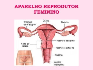 APARELHO REPRODUTOR
      FEMININO
 