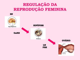 REGULAÇÃO DA
     REPRODUÇÃO FEMININA
SN




            HIPÓFISE


     GnRH


                         OVÁRIO

                   LH
                   FSH
 