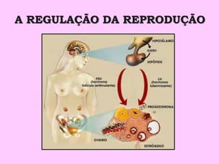 A REGULAÇÃO DA REPRODUÇÃO
 