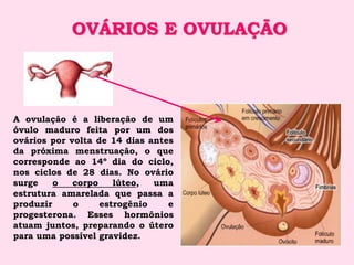 OVÁRIOS E OVULAÇÃO



A ovulação é a liberação de um
óvulo maduro feita por um dos
ovários por volta de 14 dias antes
da próxima menstruação, o que
corresponde ao 14º dia do ciclo,
nos ciclos de 28 dias. No ovário
surge    o   corpo    lúteo,  uma
estrutura amarelada que passa a
produzir     o     estrogênio    e
progesterona. Esses hormônios
atuam juntos, preparando o útero
para uma possível gravidez.
 