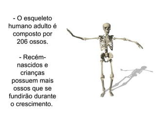 - O esqueleto
humano adulto é
composto por
206 ossos.
- Recém-
nascidos e
crianças
possuem mais
ossos que se
fundirão durante
o crescimento.
 