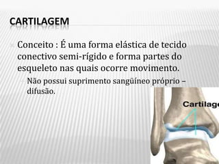 CARTILAGEM

   Conceito : É uma forma elástica de tecido
    conectivo semi-rígido e forma partes do
    esqueleto nas quais ocorre movimento.
     Não  possui suprimento sangüíneo próprio –
      difusão.
 