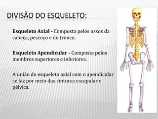 DIVISÃO DO ESQUELETO:
   Esqueleto Axial - Composta pelos ossos da
    cabeça, pescoço e do tronco.

   Esqueleto Apendicular - Composta pelos
    membros superiores e inferiores.

   A união do esqueleto axial com o apendicular
    se faz por meio das cinturas escapular e
    pélvica.
 
