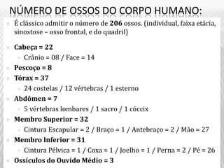NÚMERO DE OSSOS DO CORPO HUMANO:
   É clássico admitir o número de 206 ossos. (individual, faixa etária,
    sinostose – osso frontal, e do quadril)

   Cabeça = 22
      Crânio = 08 / Face = 14

   Pescoço = 8
   Tórax = 37
      24 costelas / 12 vértebras / 1 esterno

   Abdômen = 7
      5 vértebras lombares / 1 sacro / 1 cóccix

   Membro Superior = 32
      Cintura Escapular = 2 / Braço = 1 / Antebraço = 2 / Mão = 27

   Membro Inferior = 31
      Cintura Pélvica = 1 / Coxa = 1 / Joelho = 1 / Perna = 2 / Pé = 26

   Ossículos do Ouvido Médio = 3
 