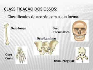 CLASSIFICAÇÃO DOS OSSOS:
   Classificados de acordo com a sua forma.

     Osso longo              Osso
                             Pneumático

                    Osso Laminar




Osso
Curto
                              Osso Irregular
 