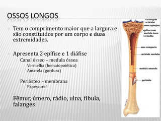OSSOS LONGOS
   Tem o comprimento maior que a largura e
    são constituídos por um corpo e duas
    extremidades.

   Apresenta 2 epífise e 1 diáfise
       Canal ósseo – medula óssea
            Vermelha (hematopoiética)
            Amarela (gordura)

       Periósteo - membrana
            Espessura!

   Fêmur, úmero, rádio, ulna, fíbula,
    falanges
 
