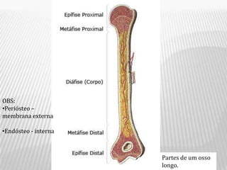 OBS:
•Periósteo –
membrana externa

•Endósteo - interna



                      Partes de um osso
                      longo.
 