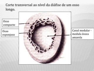 Corte transversal ao nível da diáfise de um osso
  longo.


Osso
compacto

Osso                                         Canal medular -
esponjoso                                    medula óssea
                                             amarela
 