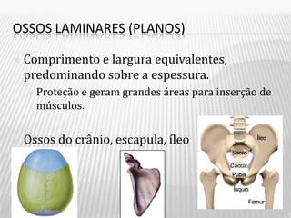 OSSOS LAMINARES (PLANOS)

   Comprimento e largura equivalentes,
    predominando sobre a espessura.
     Proteçãoe geram grandes áreas para inserção de
      músculos.


   Ossos do crânio, escapula, íleo
 
