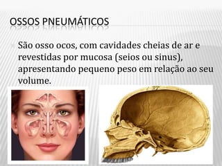 OSSOS PNEUMÁTICOS

   São osso ocos, com cavidades cheias de ar e
    revestidas por mucosa (seios ou sinus),
    apresentando pequeno peso em relação ao seu
    volume.
 