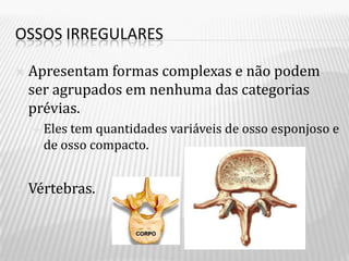 OSSOS IRREGULARES

   Apresentam formas complexas e não podem
    ser agrupados em nenhuma das categorias
    prévias.
     Elestem quantidades variáveis de osso esponjoso e
      de osso compacto.


   Vértebras.
 
