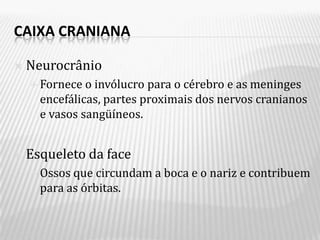 CAIXA CRANIANA

   Neurocrânio
     Fornece  o invólucro para o cérebro e as meninges
      encefálicas, partes proximais dos nervos cranianos
      e vasos sangüíneos.


   Esqueleto da face
     Ossos que circundam a boca e o nariz e contribuem
      para as órbitas.
 