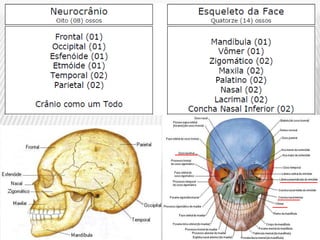 CAIXA CRANIANA
 