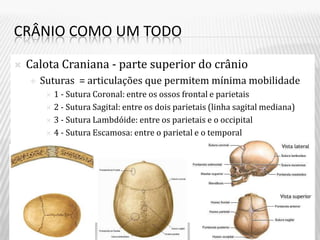 CRÂNIO COMO UM TODO

   Calota Craniana - parte superior do crânio
       Suturas = articulações que permitem mínima mobilidade
          1 - Sutura Coronal: entre os ossos frontal e parietais
          2 - Sutura Sagital: entre os dois parietais (linha sagital mediana)

          3 - Sutura Lambdóide: entre os parietais e o occipital

          4 - Sutura Escamosa: entre o parietal e o temporal
 