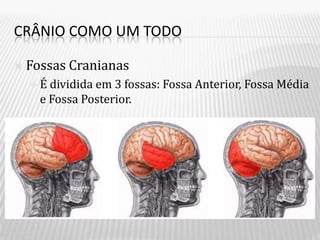 CRÂNIO COMO UM TODO

   Fossas Cranianas
    É  dividida em 3 fossas: Fossa Anterior, Fossa Média
      e Fossa Posterior.
 