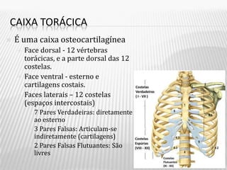 CAIXA TORÁCICA
   É uma caixa osteocartilagínea
       Face dorsal - 12 vértebras
        torácicas, e a parte dorsal das 12
        costelas.
       Face ventral - esterno e
        cartilagens costais.
       Faces laterais – 12 costelas
        (espaços intercostais)
         7  Pares Verdadeiras: diretamente
           ao esterno
          3 Pares Falsas: Articulam-se
           indiretamente (cartilagens)
          2 Pares Falsas Flutuantes: São
           livres
 