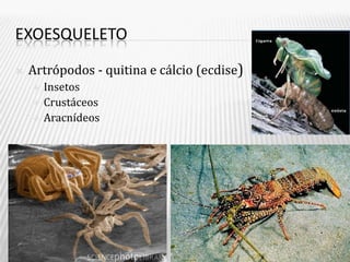 EXOESQUELETO

   Artrópodos - quitina e cálcio (ecdise)
       Insetos
       Crustáceos
       Aracnídeos
 