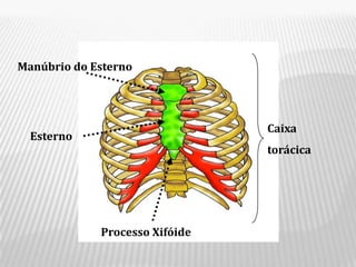 Manúbrio do Esterno




                                Caixa
  Esterno
                                torácica




             Processo Xifóide
 