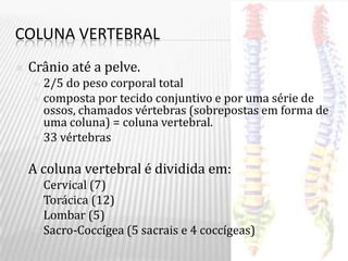 COLUNA VERTEBRAL
   Crânio até a pelve.
     2/5 do peso corporal total
     composta por tecido conjuntivo e por uma série de
      ossos, chamados vértebras (sobrepostas em forma de
      uma coluna) = coluna vertebral.
     33 vértebras


   A coluna vertebral é dividida em:
     Cervical (7)
     Torácica (12)
     Lombar (5)
     Sacro-Coccígea (5 sacrais e 4 coccígeas)
 