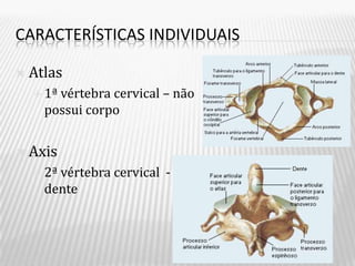 CARACTERÍSTICAS INDIVIDUAIS

   Atlas
     1ªvértebra cervical – não
      possui corpo


   Axis
     2ªvértebra cervical -
      dente
 
