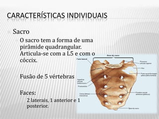 CARACTERÍSTICAS INDIVIDUAIS

   Sacro
    O  sacro tem a forma de uma
      pirâmide quadrangular.
      Articula-se com a L5 e com o
      cóccix.

     Fusão    de 5 vértebras

     Faces:
       2 laterais, 1 anterior e 1
         posterior.
 