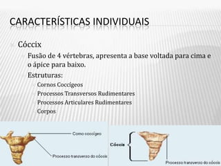 CARACTERÍSTICAS INDIVIDUAIS

   Cóccix
       Fusão de 4 vértebras, apresenta a base voltada para cima e
        o ápice para baixo.
       Estruturas:
          Cornos Coccígeos
          Processos Transversos Rudimentares

          Processos Articulares Rudimentares

          Corpos
 